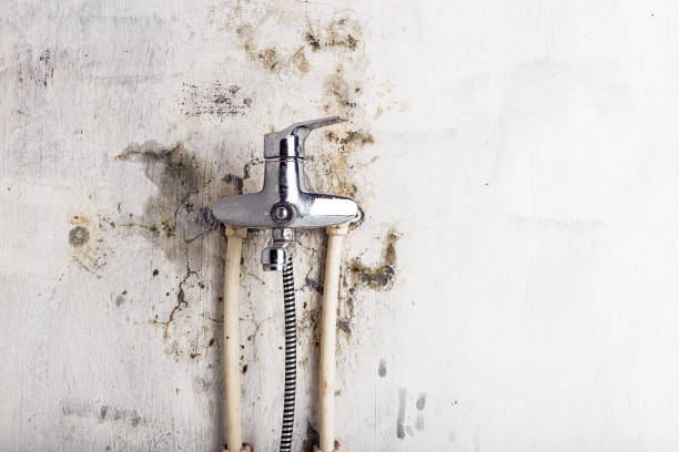 Best Toxic Mold Removal  in Napavine, WA