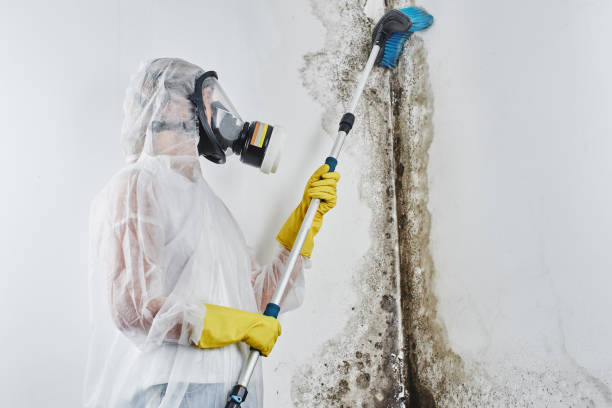 Best Mold Remediation  in Napavine, WA