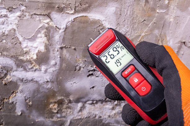 Best Home Mold Removal  in Napavine, WA