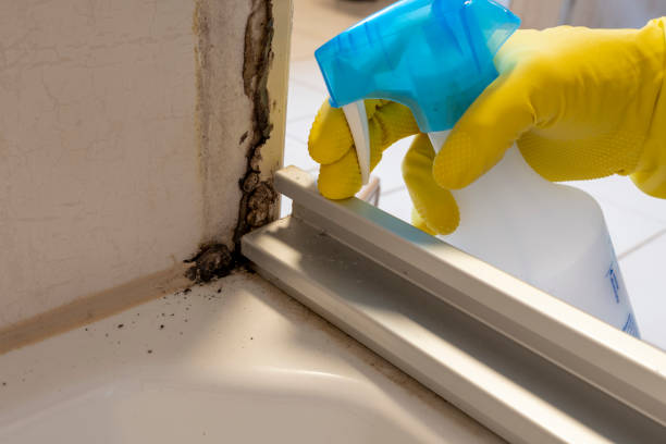 Best Professional Mold Removal  in Napavine, WA