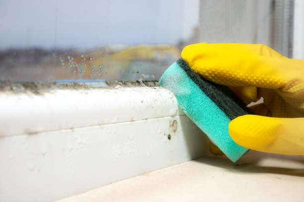 Best Water Damage Restoration  in Napavine, WA