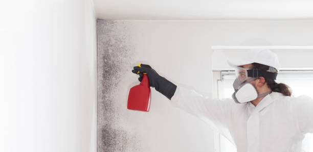 Best Mold Damage Repair  in Napavine, WA