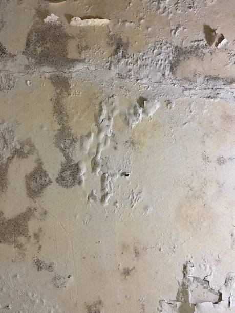 Best Commercial Mold Removal  in Napavine, WA