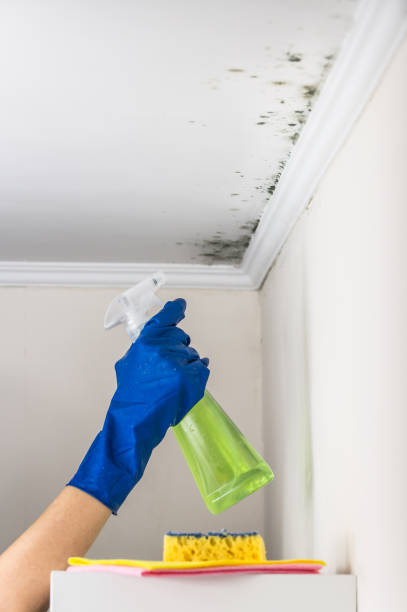Best Crawl Space Mold Removal  in Napavine, WA