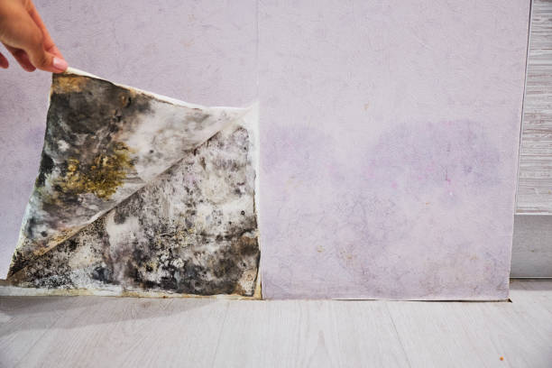  Napavine, WA Mold Removal Pros